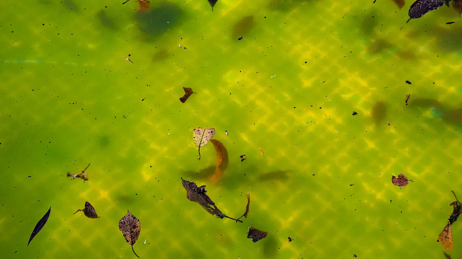 1600x900_GreenAlgaeoverTile
